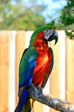 speaking parrot in a park in Floridaの写真素材