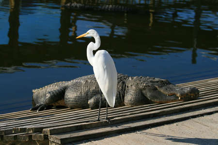 white ibis in a park in Floridaの写真素材