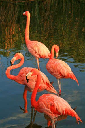 red flamingo in a park in Floridaの写真素材