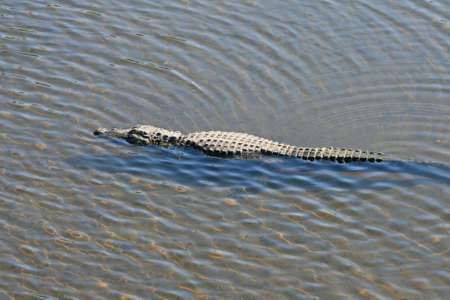 alligator in a park in Florida Stateの写真素材