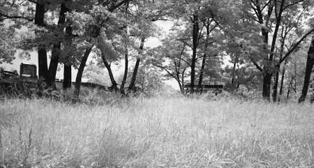 The dreamy infrared image of South Mountain Reservation in New Jerseyの写真素材