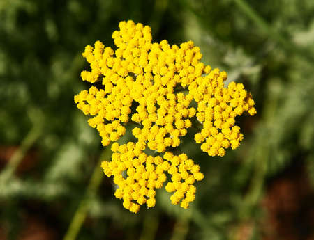 The flowers blooming at a arboretum in New Jersey