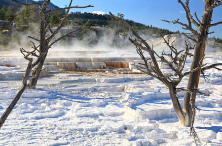 The Mammoth Hot Spring area in Yellowstone National Park in Wyoming の写真素材