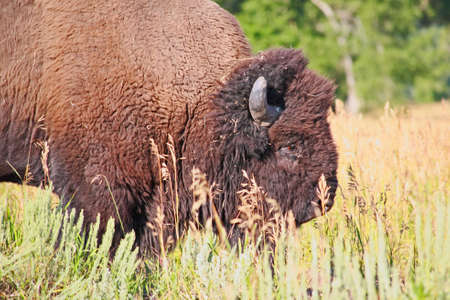 Bison at Antelope Flats at Grand Teton National Park in the morning の写真素材