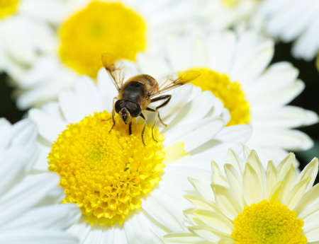 A Japanese Kiku flower show in a botanical garden.の写真素材