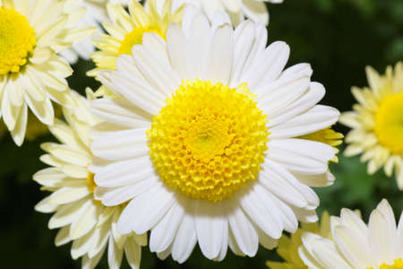 A Japanese Kiku flower show in a botanical garden.の写真素材