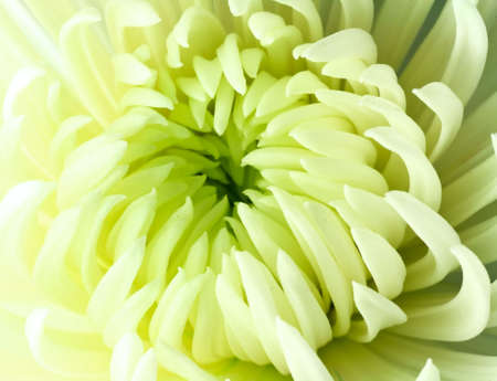 A beautiful flower on the dark background の写真素材