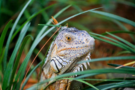 a famous traditional Japanese garden in Southern Floridaの写真素材