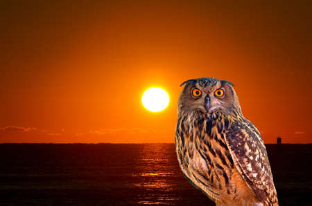 An owl and sunrise at West Palm Beach Floridaの写真素材