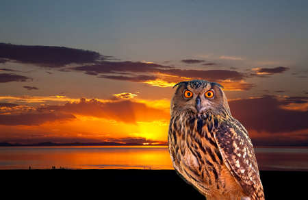 An owl and sunrise at The Great Salt Lake Utahの写真素材