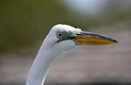 tropical bird in a park in Florida USAの写真素材