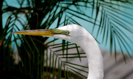 tropical bird in a park in Florida USAの写真素材