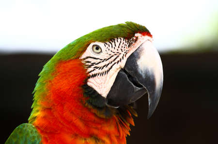 speaking parrot in a park in Florida USAの写真素材
