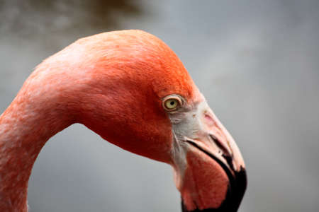 red flamingo in a park in Florida USAの写真素材