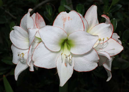 Flowers at a botanic garden in Florida  の写真素材