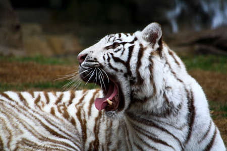 White tiger closeup in a florida zooの写真素材