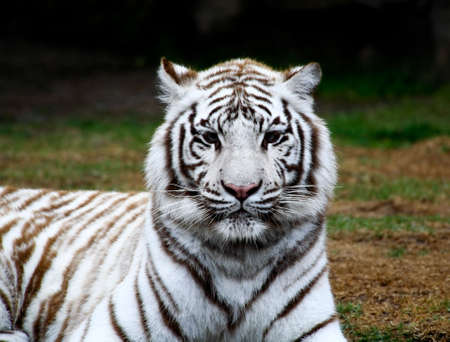 White tiger closeup in a florida zooの写真素材