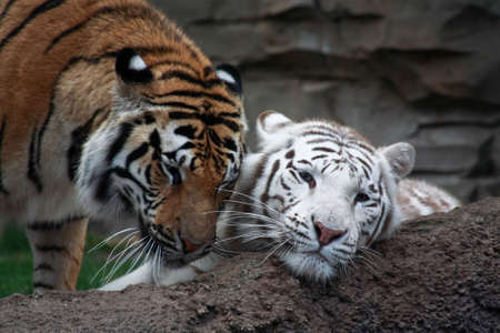 Two tigers are palying in a florida zooの写真素材