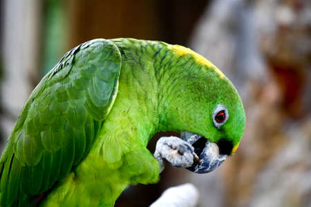 speaking parrot in a park in Florida  の写真素材