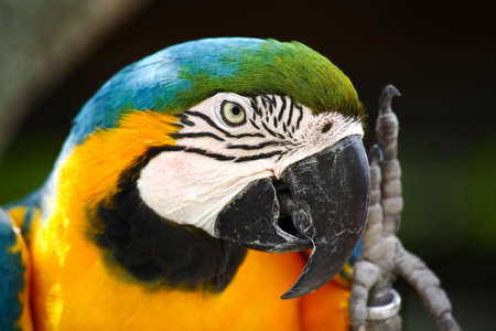 speaking parrot in a park in Florida  の写真素材