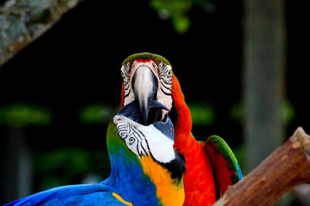 speaking parrot in a park in Florida  の写真素材