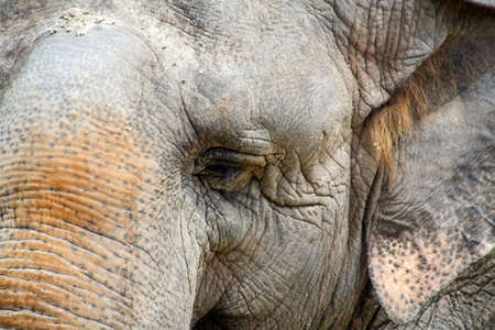 Closeup of an elephant in a zoo  の写真素材