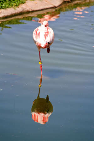 red flamingo in a park in Florida USAの写真素材