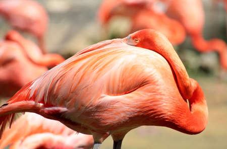 red flamingo in a park in Florida USAの写真素材
