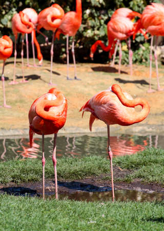 red flamingo in a park in Florida USAの写真素材