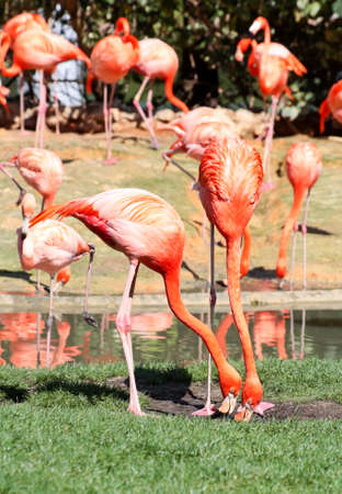 red flamingo in a park in Florida USAの写真素材