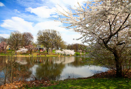 The Cherry Blossom Festival in Branch Brook Park New Jerseyの写真素材