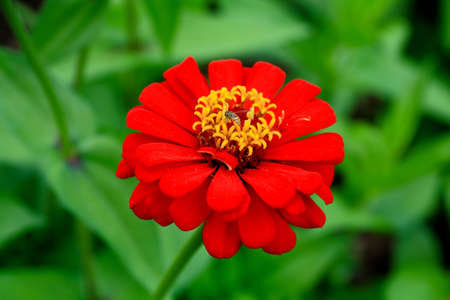 a flower displayed in a botanical garden USAの写真素材