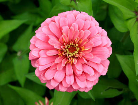 a flower displayed in a botanical garden USAの写真素材