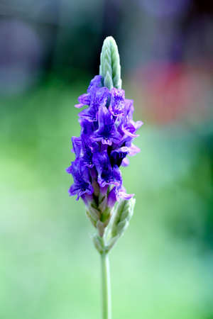 a flower displayed in a botanical garden USAの写真素材