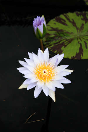 a water lily displayed in a botanical garden USAの写真素材