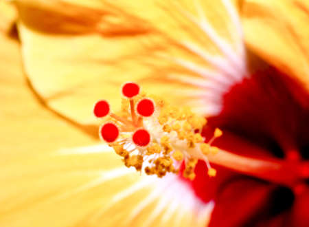 a flower displayed in a botanical garden USAの写真素材