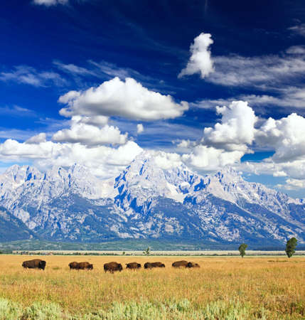 Bisons at the Antelope Flats in Grand Teton National Park の写真素材