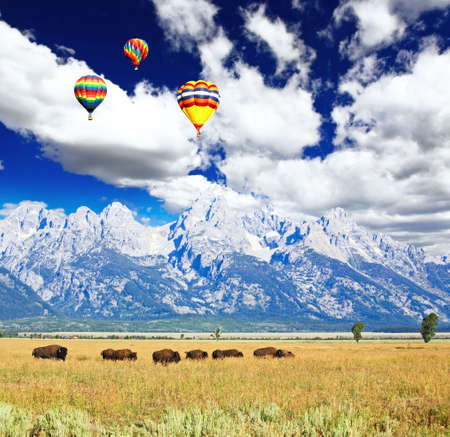 Bisons at the Antelope Flats in Grand Teton National Park の写真素材