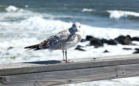 a seagull at the beach in Ocean Grove - a small beach town New Jerseyの写真素材