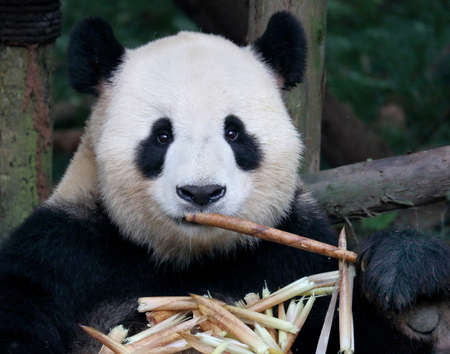 Giant panda bear eating bamboo at Chengdu, Chinaの写真素材