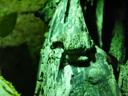 Frog on a Log