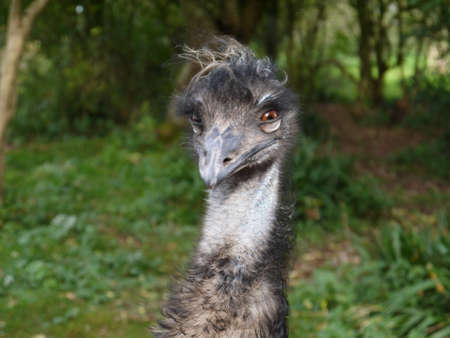Happy Emu