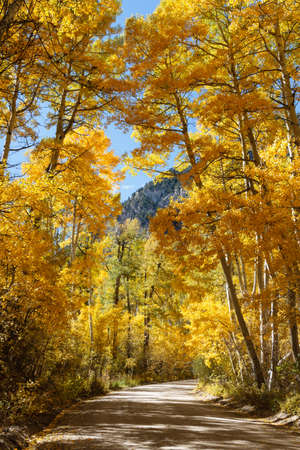 Golden Leaves of Aspen Trees in the Beautiful Rocky Mountains of Colorado.の写真素材