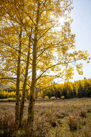 Golden Leaves of Aspen Trees in the Beautiful Rocky Mountains of Colorado.の写真素材