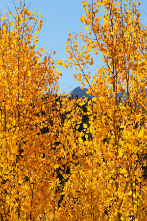 Autumn Scenery in the Beautiful San Juan  Mountains of Coloradoの写真素材