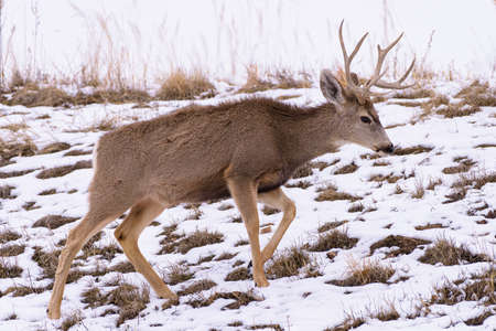 Mule Deer Buck in Snow. Wildlife of Colorado. Wild Deer in Their Natural Environment in Colorado.の写真素材