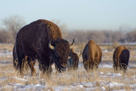 Genetically Pure Wild Bison On The Colorado Prairie