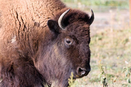 Genetically Pure Wild Bison in Colorado
