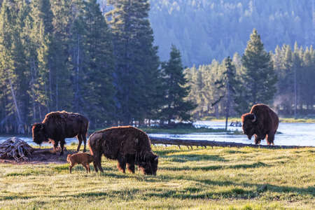 American Bison in Yellowstone National Park, Wyoming.