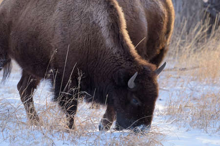 Genetically Pure Wild Bison in Colorado. Bison in Morning Light on a Cold Winter Day